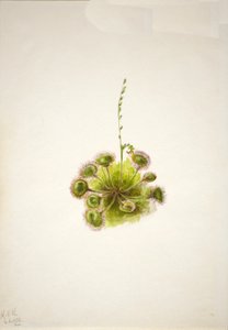 Rundbladssoldug Drosera rotundifolia, 1933. af Mary Vaux Walcott