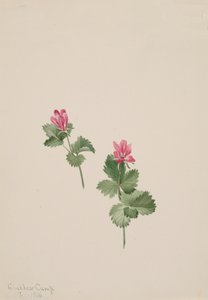 Arktisk bush, 1881. af Mary Vaux Walcott