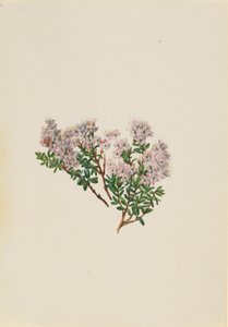Sandmyrte (Leiophyllum lyoni) af Mary Vaux Walcott