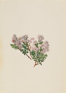 Sandmyrte Leiophyllum lyoni, ca. 1930