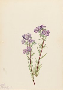 Sand Phacelia Phacelia linearis, 1923. af Mary Vaux Walcott
