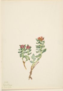Sanifoiga adscendeus af Mary Vaux Walcott