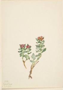 Sanifoiga stigende, 1920. af Mary Vaux Walcott