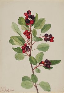 Saskatoon (Amelanchier alnifolia) af Mary Vaux Walcott