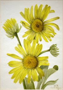 Satinbladet guldhoved (Enceliopsis covillei) af Mary Vaux Walcott