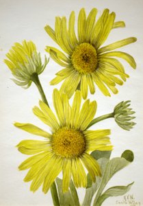 Satinleaf Goldenhead Enceliopsis covillei, 1935. af Mary Vaux Walcott