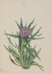 Saussurea Saussurea densa, 1925. af Mary Vaux Walcott