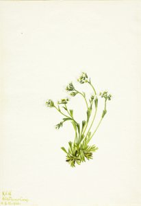 Stenbræk (Saxifraga caespitosa) af Mary Vaux Walcott