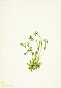 Saxifrage Saxifraga caespitosa, 1924. af Mary Vaux Walcott