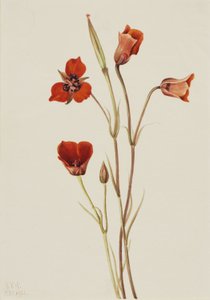 Skarlagenrød mariposa (Calochortus kennedyi) af Mary Vaux Walcott