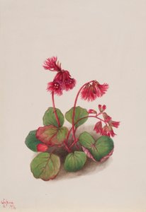 Schizocodon soldanelloides af Mary Vaux Walcott