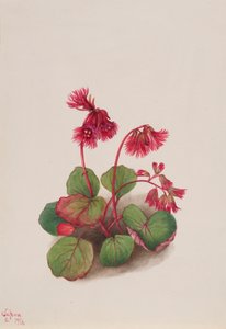 Schizocodon soldanelloides, 1936. af Mary Vaux Walcott