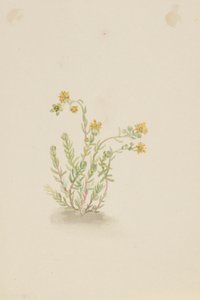 Sedum stenopetalum af Mary Vaux Walcott