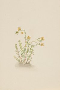 Stenopetal plante, ca. 1917-1918. af Mary Vaux Walcott
