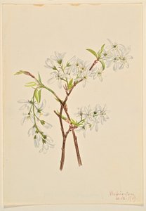 Skyggebusk (Amelianchier oblongifolia) af Mary Vaux Walcott