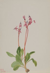 Stjerneskærm (Dodecatheon hendersonii) af Mary Vaux Walcott