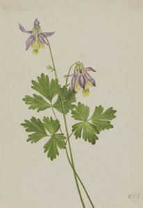 Shortspur Columbine Aquilegia brevistyla, 1907.