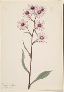 Prangende Aster (Aster conspicuus) af Mary Vaux Walcott