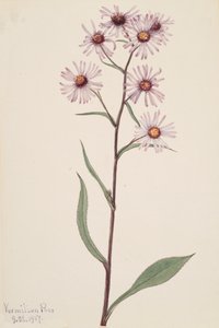 Prangende Aster Prangende Aster, 1917. af Mary Vaux Walcott