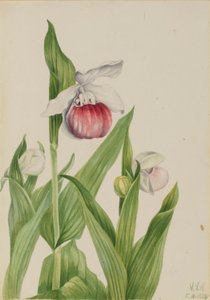 Prangende mariehøne (Cypripedium reginae) af Mary Vaux Walcott