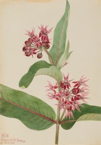 Prægtig mælkeurt (Asclepias speciosa) af Mary Vaux Walcott