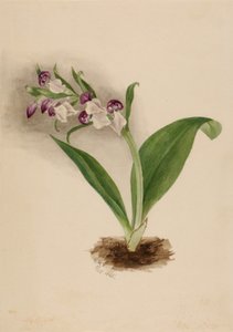 Prangende orkideer Orchis spectabilis, 1885. af Mary Vaux Walcott