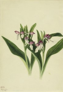 Prangende orkidé (Orchis spectabilis) af Mary Vaux Walcott