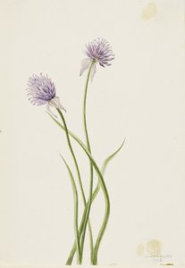 Sibirisk løg (Allium sibericum) af Mary Vaux Walcott