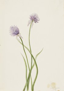 Sibirisk løg Allium sibericum, 1903. af Mary Vaux Walcott