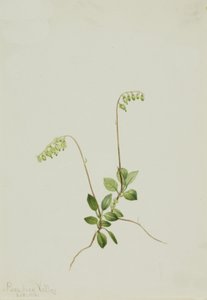 Sidebells Pyrola Pyrola secunda, 1916. af Mary Vaux Walcott