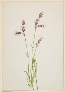 Silene multicaulis af Mary Vaux Walcott