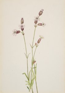 Silene multicaulis, ca. 1900-1920. af Mary Vaux Walcott