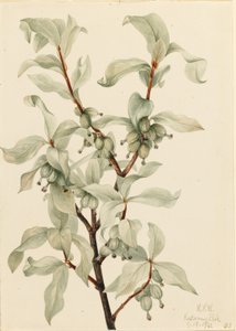 Sølvbær (Elaeagnus commutata) af Mary Vaux Walcott