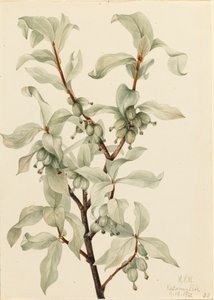 Sølvbær Elaeagnus commutata, 1922. af Mary Vaux Walcott