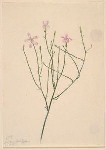 Skeletblomst (Lygodesmia juncea) af Mary Vaux Walcott
