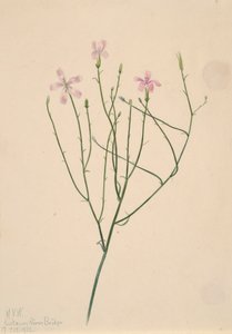 Skeletblomst Lygodesmia juncea, 1923. af Mary Vaux Walcott