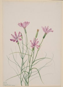 Skeletukrudt (Lygodesmia grandiflora) af Mary Vaux Walcott