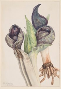 Skunkkål (Spathyema foetida) af Mary Vaux Walcott