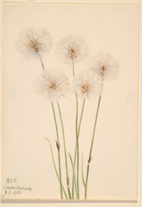Slank bomuldsgræs (Eriophorum chamissonis) af Mary Vaux Walcott