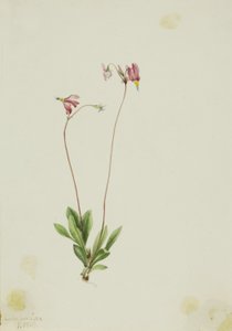 Slank stjerneskærm (Dodecatheon pauciflorum) af Mary Vaux Walcott