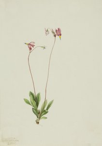 Slanke stjerneskud Dodecatheon pauciflorum, 1909. af Mary Vaux Walcott