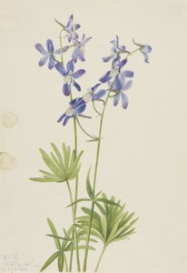 Slank lærkespore (Delphinium depauperatum) af Mary Vaux Walcott