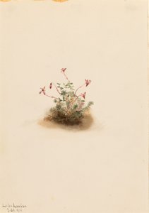 Lille tranebær (Oxycoccus palustris) af Mary Vaux Walcott