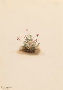 Lille tranebær Oxycoccus palustris, 1911. af Mary Vaux Walcott