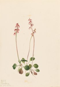Lille pyrola (Pyrola minor) af Mary Vaux Walcott