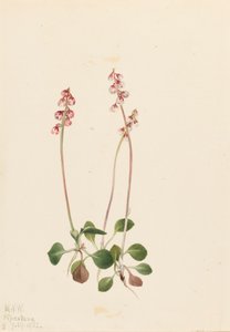 Lille Pyrola Pyrola minor, 1922. af Mary Vaux Walcott