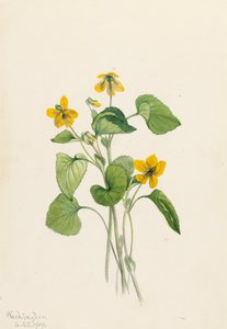 Glat gulviolet Viola eriocarpa, 1919. af Mary Vaux Walcott