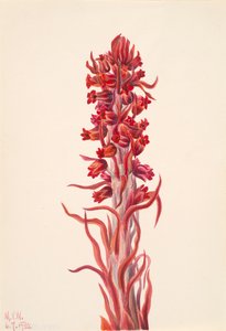 Snow Plant Sarcodes sanguinea, 1930. af Mary Vaux Walcott