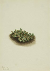 Sne-pil (Salix nivalis) af Mary Vaux Walcott