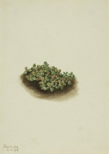 Snepil Salix nivalis, 1918. af Mary Vaux Walcott